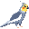 cockatiel